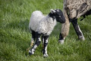 gorgeouse hindlethwaite lamb 8.jpg